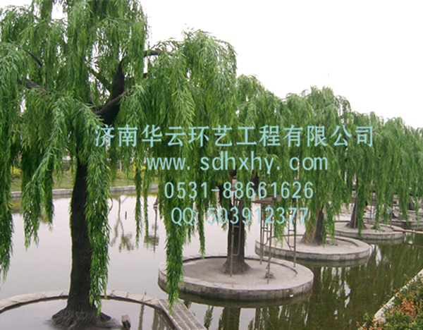 柳树