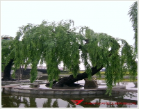 仿真植物